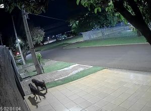 camera-de-seguranca-registra-momentos-de-desespero-durante-ataque-de-caes-em-cascavel