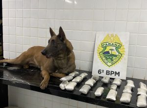 k9-do-6o-bpm-apreende-2,1-kg-de-haxixe-em-fiscalizacao-no-terminal-rodoviario-de-cascavel
