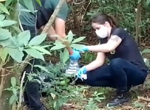 corpo-e-encontrado-embalado-em-area-de-mata-na-regiao-da-perimetral-leste,-em-foz-do-iguacu