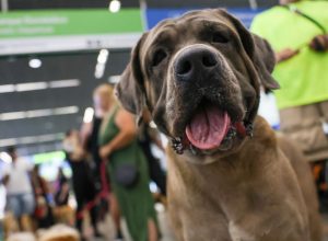 stf-suspende-lei-sobre-transporte-aereo-de-animais-de-apoio-emocional