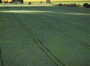 cop30-traz-discussoes-sobre-restauracao-de-terras-degradadas