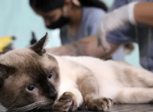 semana-do-bem-estar-animal-oferece-vacina-antirrabica,-300-microchips-e-castramovel