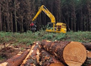 fazenda-cambiju-se-consolida-como-referencia-em-manejo-florestal