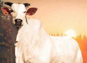 brasil-dobra-recorde-em-um-ano-e-vaca-nelore-e-vendida-por-r$-54-milhoes