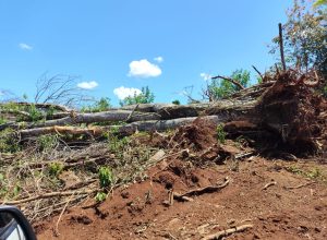 homem-e-preso-por-desmatamento-ilegal-em-quedas-do-iguacu
