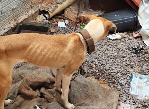 policia-resgata-cadela-em-situacao-de-maus-tratos-e-prende-tutora-em-cascavel