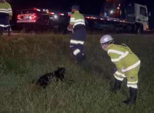 cachorro-e-atropelado-ao-tentar-atravessar-a-br-277-em-cascavel