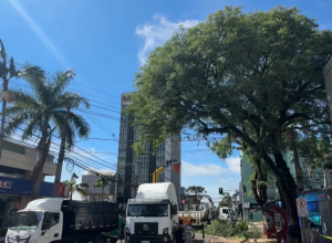 temporal-derruba-galhos-e-leva-ao-corte-de-arvores-antigas-no-centro-de-toledo