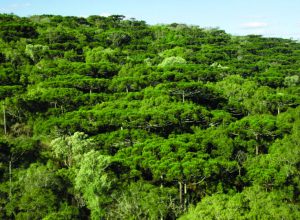 mata-do-uru-e-modelo-na-conservacao-de-floresta-com-araucarias