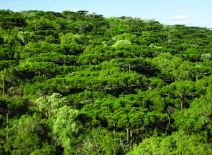 parceria-rara-no-pr-protege-uma-das-ultimas-florestas-de-araucarias