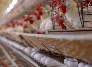 seara-e-governo-do-parana-anunciam-r$-475-milhoes-para-producao-de-frango