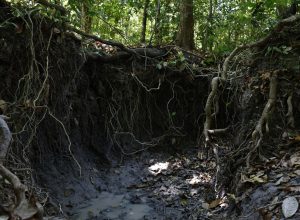 brasil-tem-mais-de-37-bilhoes-de-toneladas-de-carbono-organico-no-solo