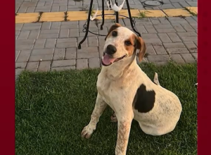 casos-de-maus-tratos-reacendem-debate-sobre-protecao-a-caes-comunitarios