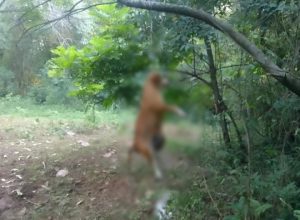 homem-e-preso-em-coronel-vivida-apos-imagem-de-cadela-enforcada-viralizar