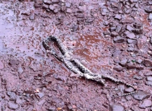 aumento-de-cobras-e-animais-peconhentos-preocupa-moradores-do-bairro-santa-felicidade