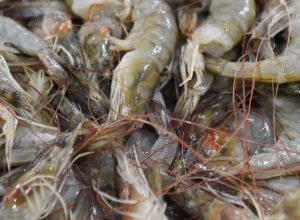 pesca,-transporte-e-venda-de-camarao-tem-restricoes-ate-abril-no-litoral-do-parana