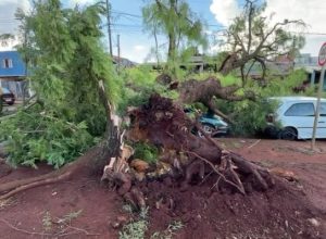 arvore-cai-sobre-carros-apos-chuva-e-mobiliza-equipes-no-jardim-veneza