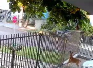 camera-registra-caminhonete-invadindo-calcada-e-atingindo-portao-de-casa-em-cascavel