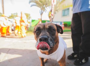 castramovel-atende-moradores-do-bairro-14-de-novembro-em-cascavel
