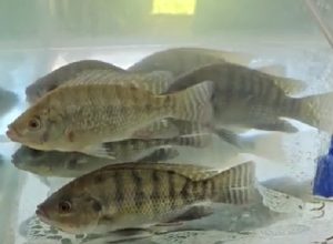 residuo-do-peixe-vira-produto-de-beleza-em-pesquisa-da-unioeste