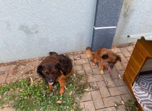 homens-ateiam-fogo-em-casinha-de-caes-comunitarios:-veja-o-video