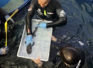 tubarao-ameacado-de-extincao-nasce-“de-surpresa”-em-aquario-de-foz-do-iguacu