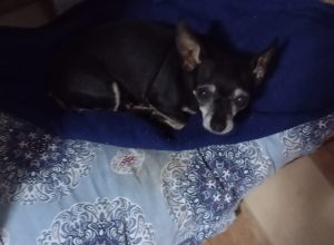 cachorrinha-desaparece-no-bairro-sao-cristovao-e-familia-pede-ajuda-em-cascavel