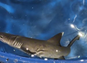 aquafoz-registra-primeiro-nascimento-de-tubarao