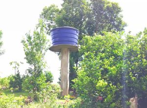 falta-de-agua-atinge-familias-rurais-na-comunidade-linha-camargo,-em-juvinopolis