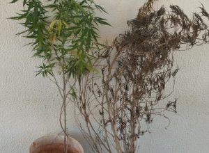 homem-e-preso-com-pe-de-maconha-e-outras-drogas-em-assis-chateaubriand