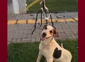 policia-civil-cumpre-mandado-em-investigacao-sobre-morte-do-cachorro-abacate-em-toledo