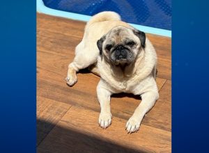 frank-desaparece-e-tutores-pedem-ajuda-da-comunidade