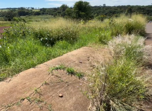 pedido-e-por-melhorias:-terreno-com-mato-alto-preocupa-moradores-do-cascavel-velho