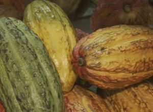 governo-suspende-importacao-de-cacau-da-costa-do-marfim