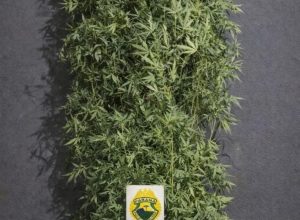 pe-de-maconha-com-cerca-de-3-metros-e-apreendido-em-quintal-de-residencia-no-jardim-concordia