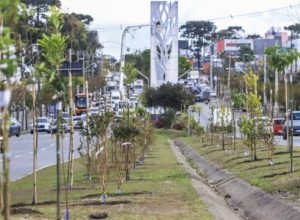 plano-municipal-de-arborizacao-urbana-entra-na-reta-final-para-sugestoes-em-curitiba