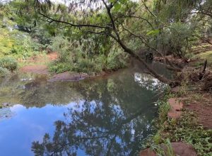 assoreamento-preocupa-frequentadores-do-lago-do-parque-tarquinio-em-cascavel