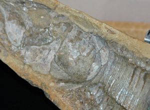 fosseis-retirados-da-bacia-do-araripe-voltam-ao-brasil-30-anos-depois