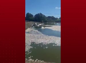 produtor-perde-900-mil-peixes-apos-quedas-de-energia-em-tupassi