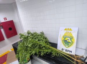 homem-e-flagrado-cultivando-maconha-no-bairro-floresta