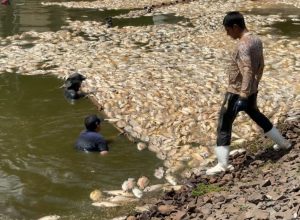 produtores-da-regiao-oeste-acumulam-prejuizos-com-quedas-constantes-de-energia