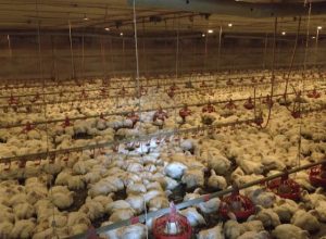 conflito-no-oriente-medio-preocupa-agronegocio-brasileiro