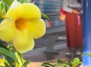 forcas-de-seguranca-promovem-evento-de-apoio-as-mulheres-em-cascavel