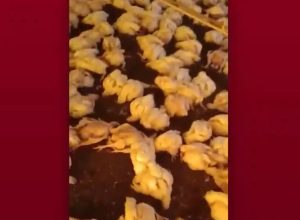 quedas-de-energia-causam-prejuizos-a-produtores-rurais-no-parana