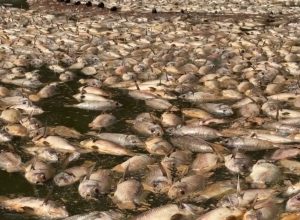 quedas-de-energia-preocupam-produtores-de-peixes-em-tupassi