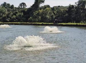 um-ano-apos-queda-de-energia-matar-50-mil-peixes,-familia-ainda-espera-ressarcimento