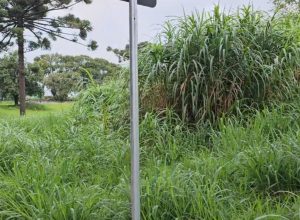 mato-alto-ao-lado-de-escola-preocupa-pais-e-moradores-em-cascavel