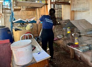 operacao-entre-iat-e-pcpr-resgata-42-aves-de-cativeiro-em-assis-chateaubriand