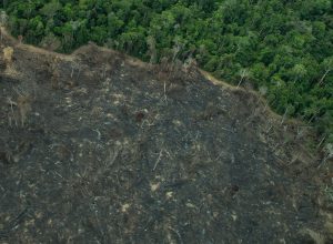 operacao-aplica-r$-28-milhoes-em-multas-ambientais-no-amazonas