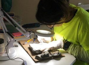 acervo-de-fosseis-revela-que-parte-do-parana-foi-mar-ha-400-milhoes-de-anos